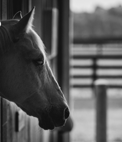 6 Things Your Vet Wishes You’d Stop Googling at 2 a.m.