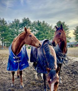 Thoroughbred Logic, Presented by Kentucky Performance Products: Working With, Not Against, Instinct