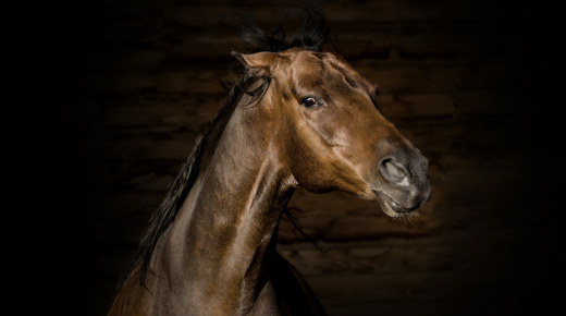 Is Your Horse Actually Being Difficult … or Is Their Gut Unhappy?