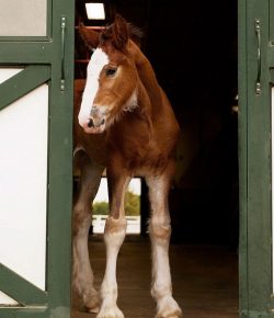 Budweiser Unveils Its Super Bowl LX Commercial, and Yes, THERE IS A CLYDESDALE FOAL