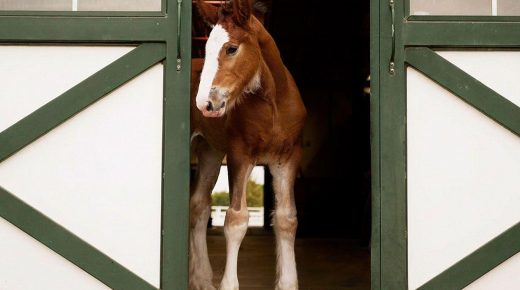 Budweiser Unveils Its Super Bowl LX Commercial, and Yes, THERE IS A CLYDESDALE FOAL