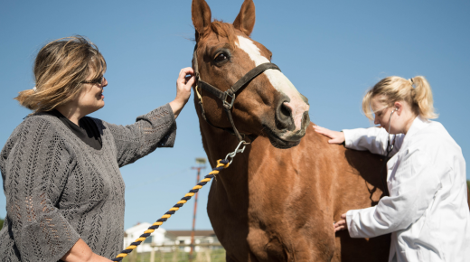 Honesty Isn’t a PPE: Why New Horse Owners Need More Than Trust