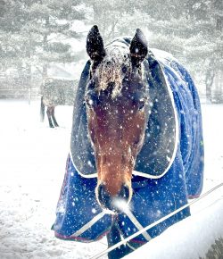 Thoroughbred Logic, Presented by Kentucky Performance Products: Doing the Best I Can