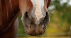 Reader Photo Challenge: Close-Ups