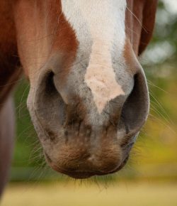 Reader Photo Challenge: Close-Ups