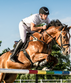 5 Key Ways Herbal Support Helps Your Horse Perform Better