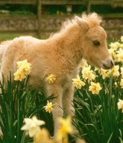 Holiday Horse Names: St. Patrick’s Day Miniature Horses
