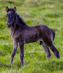 Holiday Horse Names: Valentine’s Day Miniature Horses