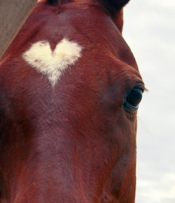 8 Signs Your Horse Is Your Real Valentine