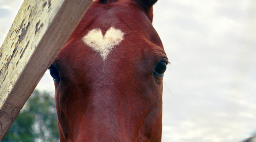 8 Signs Your Horse Is Your Real Valentine
