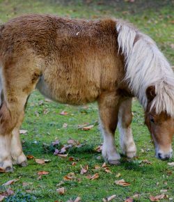 Holiday Horse Names: Presidents’ Day Miniature Horses