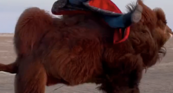 Tuesday Video: Mongolia Camel Festival