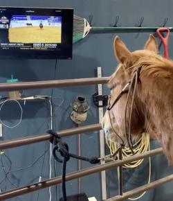 Tuesday Video: Glued to the TV