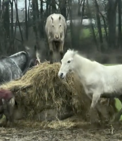 Tuesday Video: Strangeness