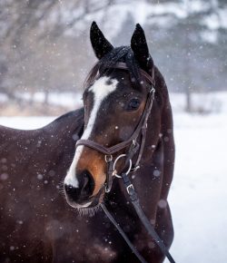 Thoroughbred Logic, Presented by Kentucky Performance Products: Speed, Instinct, and Buying the OTTB
