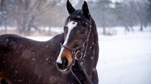 Thoroughbred Logic, Presented by Kentucky Performance Products: Speed, Instinct, and Buying the OTTB