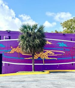 I Spy Horses: Hollywood, Florida
