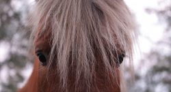 Reader Photo Challenge: Forelock Photos