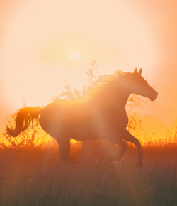Knowing When It’s Time: Letting Our Horses Go