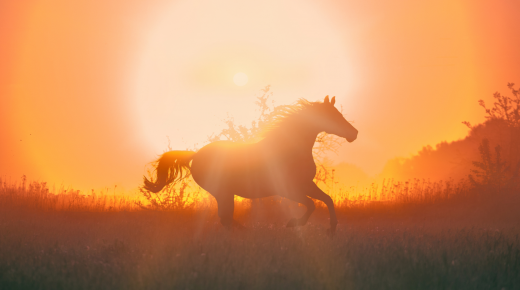 Knowing When It’s Time: Letting Our Horses Go