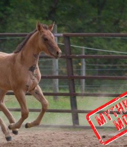 Mythbuster Monday: Breeding A Mare After Her First Heat Cycle Is Unsafe