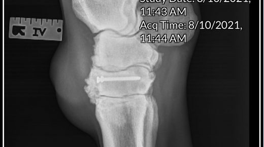 Thoroughbred Logic, Presented by Kentucky Performance Products: Keeping Them Safe