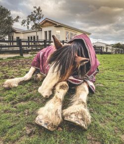 Reader Photo Challenge: Sleepy Ponies
