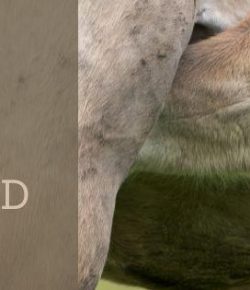 AQHA Drops the Two-Year Rule, Reshaping the Future of Quarter Horse Breeding