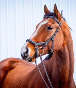 Thoroughbred Logic, Presented by Kentucky Performance Products: Seeing Through the Photos (Star of the Beast Edition)