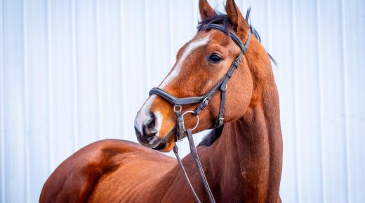 Thoroughbred Logic, Presented by Kentucky Performance Products: Seeing Through the Photos (Star of the Beast Edition)