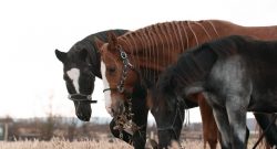 Reader Photo Challenge: Mares