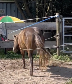 Tuesday Video: Pony Power