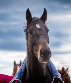 Thoroughbred Logic, Presented by Kentucky Performance Products: Brains and Timelines