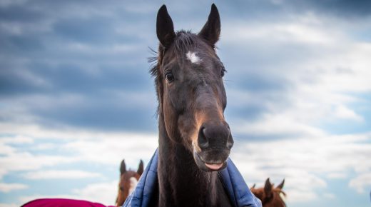 Thoroughbred Logic, Presented by Kentucky Performance Products: Brains and Timelines