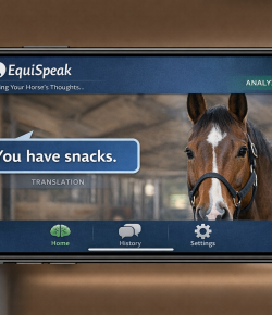 Finally: An App That Translates What Your Horse Is Actually Thinking
