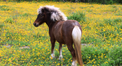 Holiday Horse Names: Easter Miniature Horses
