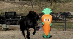 Tuesday Video:  When the Snack Is the Enemy