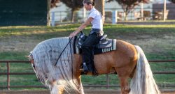 Reader Photo Challenge: Palomino Horses