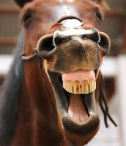 Performance Starts in the Mouth: The Importance of Equine Dental Care