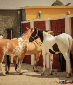 Emotional Challenges of Becoming a Veterinarian for Horses