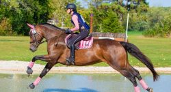 Reader Photo Challenge: Bay Horses