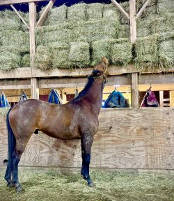 Thoroughbred Logic, Presented by Kentucky Performance Products: What Did You Do This Time?