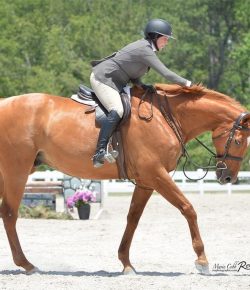 Reader Photo Challenge: Red Horses