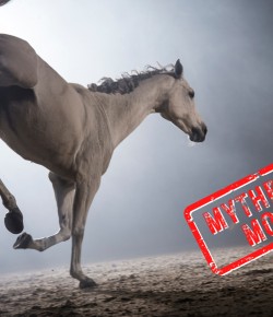 Mythbuster Monday: Shock “Collars” Are an Effective Training Method
