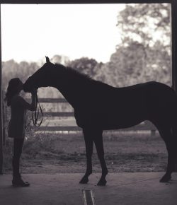 The Most Common Myths About Older Horses and Workload