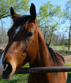 Tiny Bites, Big Consequences: Managing Mosquito-Borne Diseases in Horses