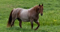 Reader Photo Challenge: Roan Horses