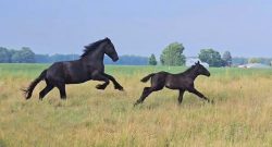 Reader Photo Challenge: Black Horses