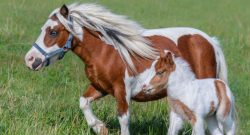 Holiday Horse Names: Memorial Day Miniature Horses