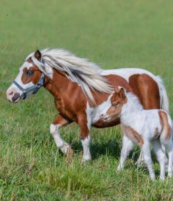 Holiday Horse Names: Mother’s Day Miniature Horses
